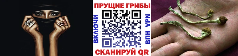 Купить закладки  Избербаш  Галлюциногенные грибы Psilocybe 